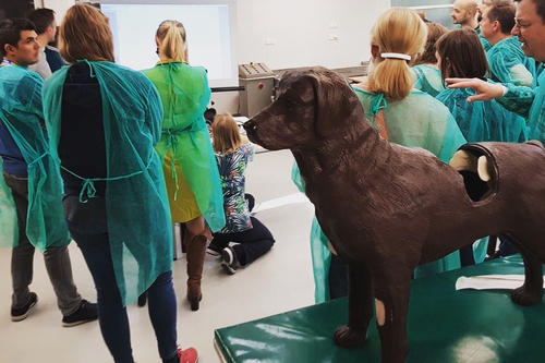 Am lebensgroßen Modell einer Labradorhündin können Studierende üben.
