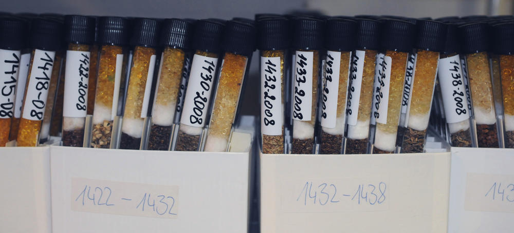 Auf 20 Grad unter null gekühlt werden in der Dahlemer Saatgutdatenbank Wildpflanzsamen konserviert. An ihnen werden regelmäßig Keimungsexperimente durchgeführt, die mehrere Monate dauern.