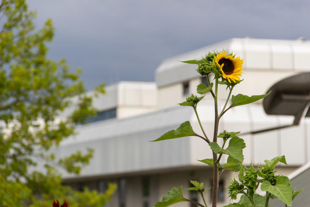 An der Freien Universität Berlin wurde im Jahr 2000/2001 ein umfassendes Energiemanagement eingeführt – mit großen Einsparungen, die das Budget der Hochschule entlasten und einen Beitrag für den Klimaschutz leisten.