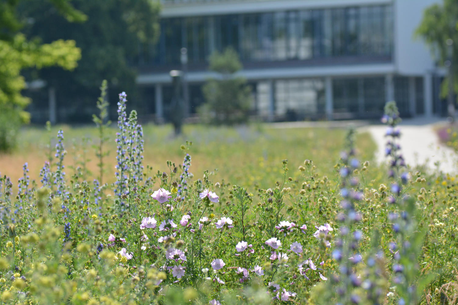 Bitte nicht mähen: Auf der Wiese vor der Veggie-Mensa blühen im Sommer zahlreiche Pflanzen und Gräser.