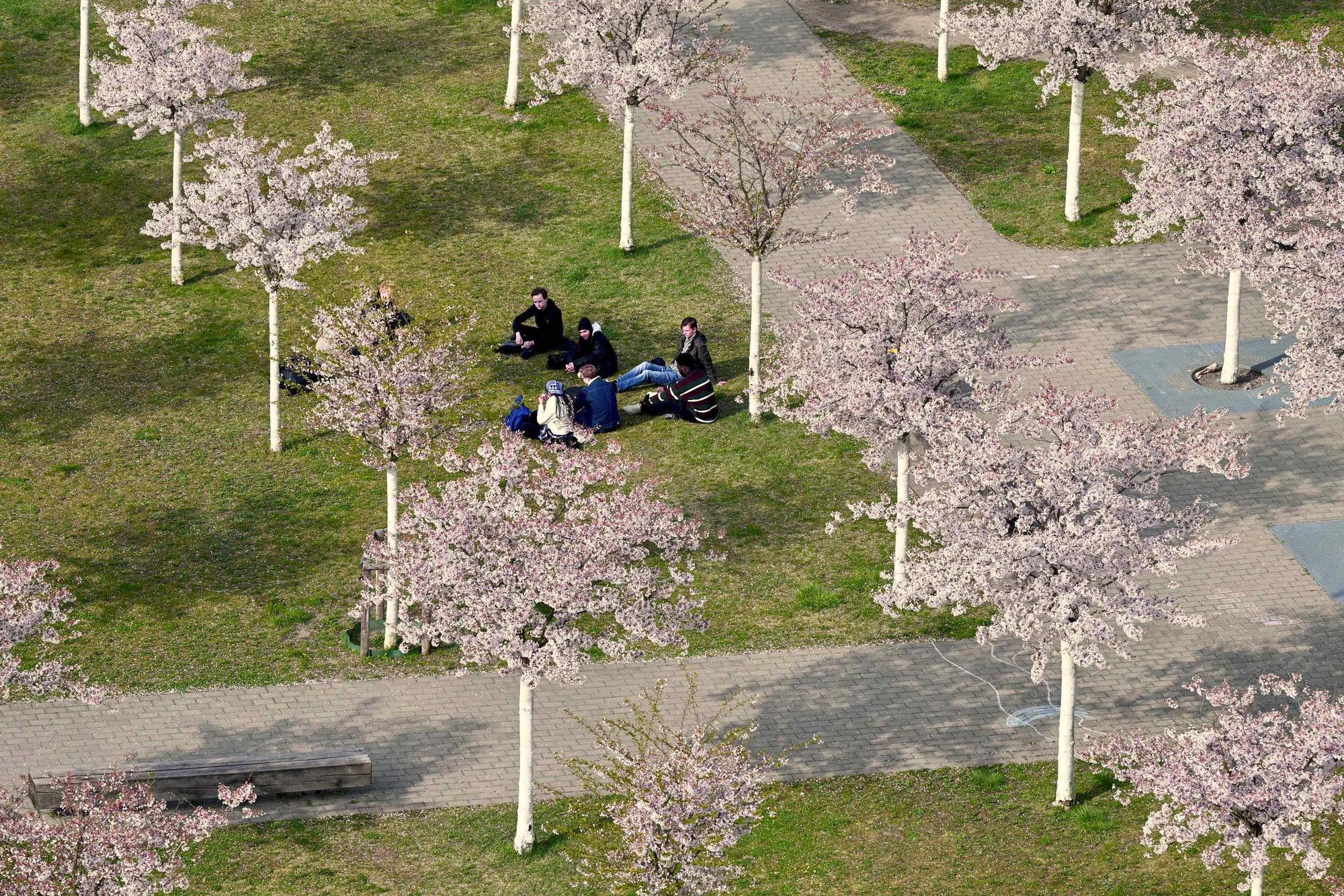 Kirschblüte auf dem Dahlemer Campus