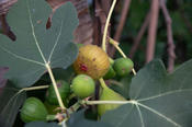 Die Feige zählt zu den ältesten domestizierten Nutzpflanzen.