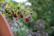 Himbeeren kommen selten in der Küche an. Sie schmecken am besten direkt vom Strauch.