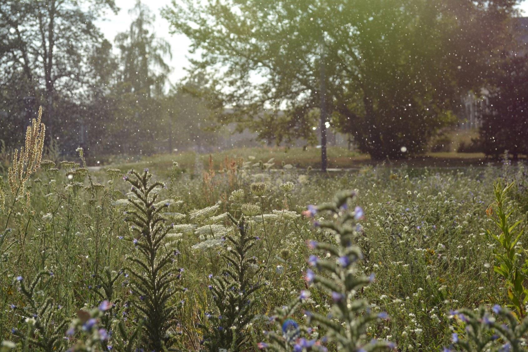 Ein- bis zweimal im Jahr müssen auch Blühwiesen gemäht werden, um die Artenvielfalt zu fördern.