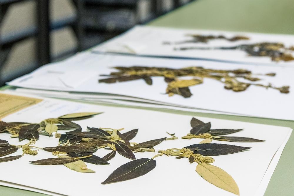 Werfen zum Teil Fragen auf: Vier Millionen getrocknete Pflanzenteile lagern im Botanischen Museum.