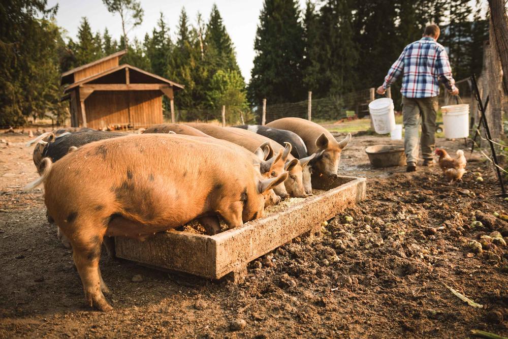 Spulwürmer verbreiten sich auf Höfen in Deutschland; deren Eier bleiben viele Jahre im Boden.