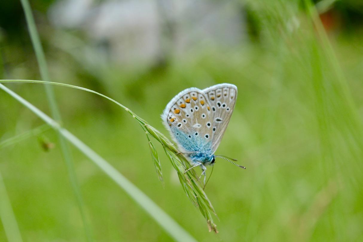 Der Hauhechel-Bläuling konnte sich auf dem Blühwiesen der Freien Universität ansiedeln. Er ist ein Grünlandbewohner, der gern über blütenreiche, nicht überdüngte Wiesen flattert. Auf dauerhaft gemähten Wiesen kann er nicht überleben.