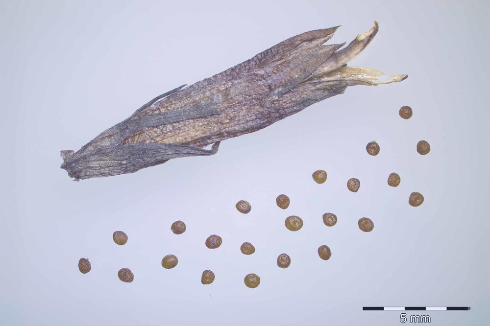 These marsh gentian seeds are among the rarest seeds in the Dahlem Seed Bank’s collection.