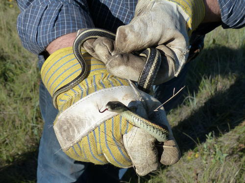 Workers encountered some animals that demanded cautious handling...