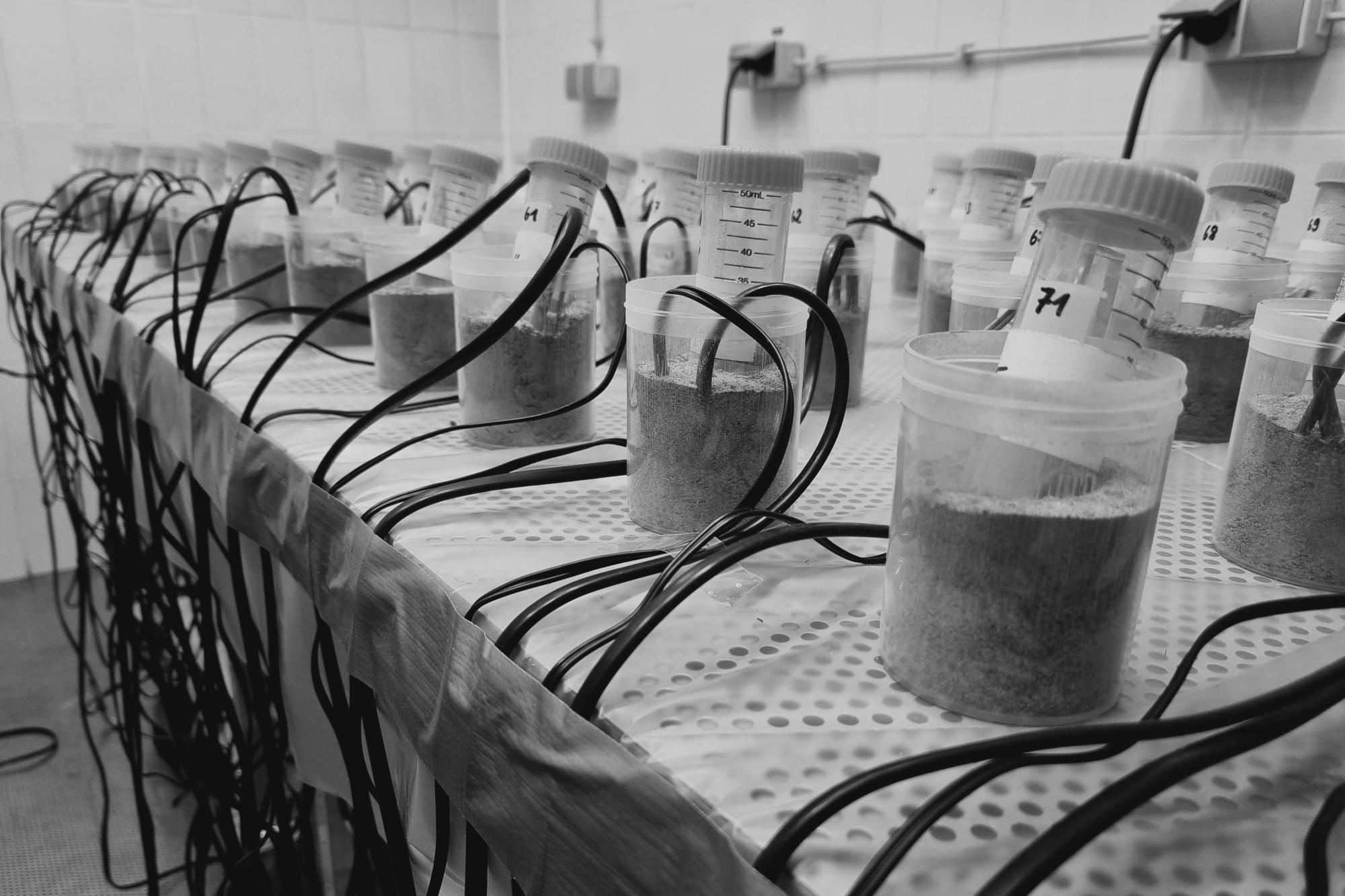 Experiment investigating the effects of combined global change factors on soil health, carried out in a climate chamber at Freie Universität Berlin.