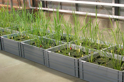 Warum Reis nur ein Drittel des angebotenen Stoffdüngers aufnimmt, ist noch ungeklärt. Die Forscher vermuten einen Zusammenhang mit dem Harnstoffumbau der Pflanzen.