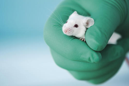 Das Ende der Tierversuche? Wissenschaftler der Freien Universität Berlin arbeiten daran.