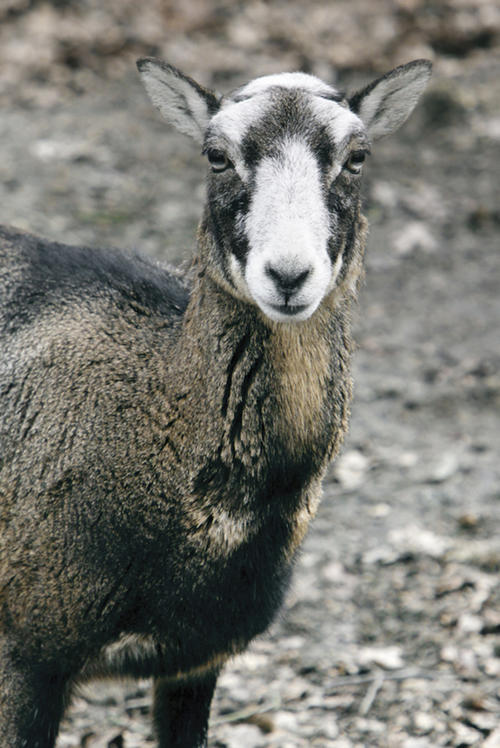 Das Wildschaf lässt, noch ohne dichte Wolle, erahnen, dass es der Vorläufer des Hausschafes ist.