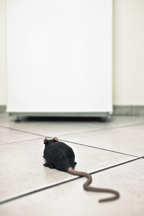 Ratten bringen den Erreger aus dem Kanalsystem in die menschliche Sphäre, eine Übertragung von der Ratte auf den Menschen ist bislang nicht nachgewiesen.