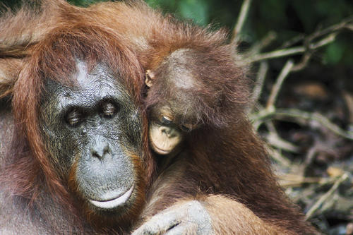 Das Weibchen Siswi, 20, mit – wahrscheinlich – ihrem Jungtier. Siswi ist oft in Camp Leakey im Nationalpark Tanjung Puting, sie liebt Seife - zum Waschen, aber auch zum Fressen.