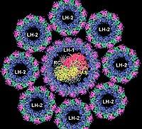 Röntgenstruktur der bakteriellen Antennenkomplexe