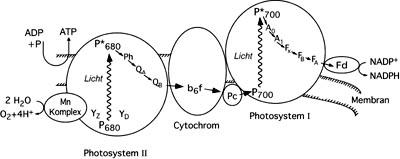 Photosysteme