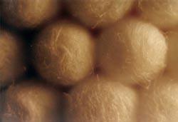 Entnahme von Speichelproben