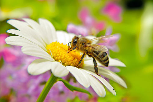 Älter als Dinosaurier: Bei Insekten wirken flexible Eiweißverbindungen gegen Bakterien, Viren und Pilze. Forscher vermuten, dass sie aus diesem Grund in der Evolutionsgeschichte so erfolgreich waren.