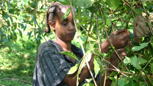 Kaffeepflückerin in Yayu, Äthiopien.