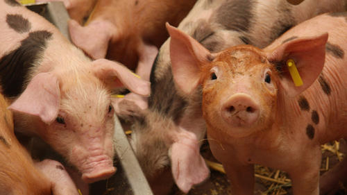 Gesündere Tiere durch wenigerMedikamente. Veterinärmediziner der Freien Universität Berlin erforschen, ob und wie Probiotika den Einsatz von heute üblichen Arzneimitteln in der Tieraufzucht reduzieren können.