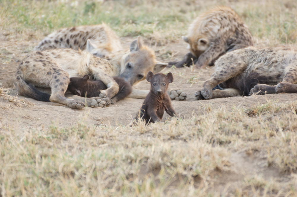 Ziel der Forschung ist es, Parasiten und ihre Ausbreitung besser zu verstehen.