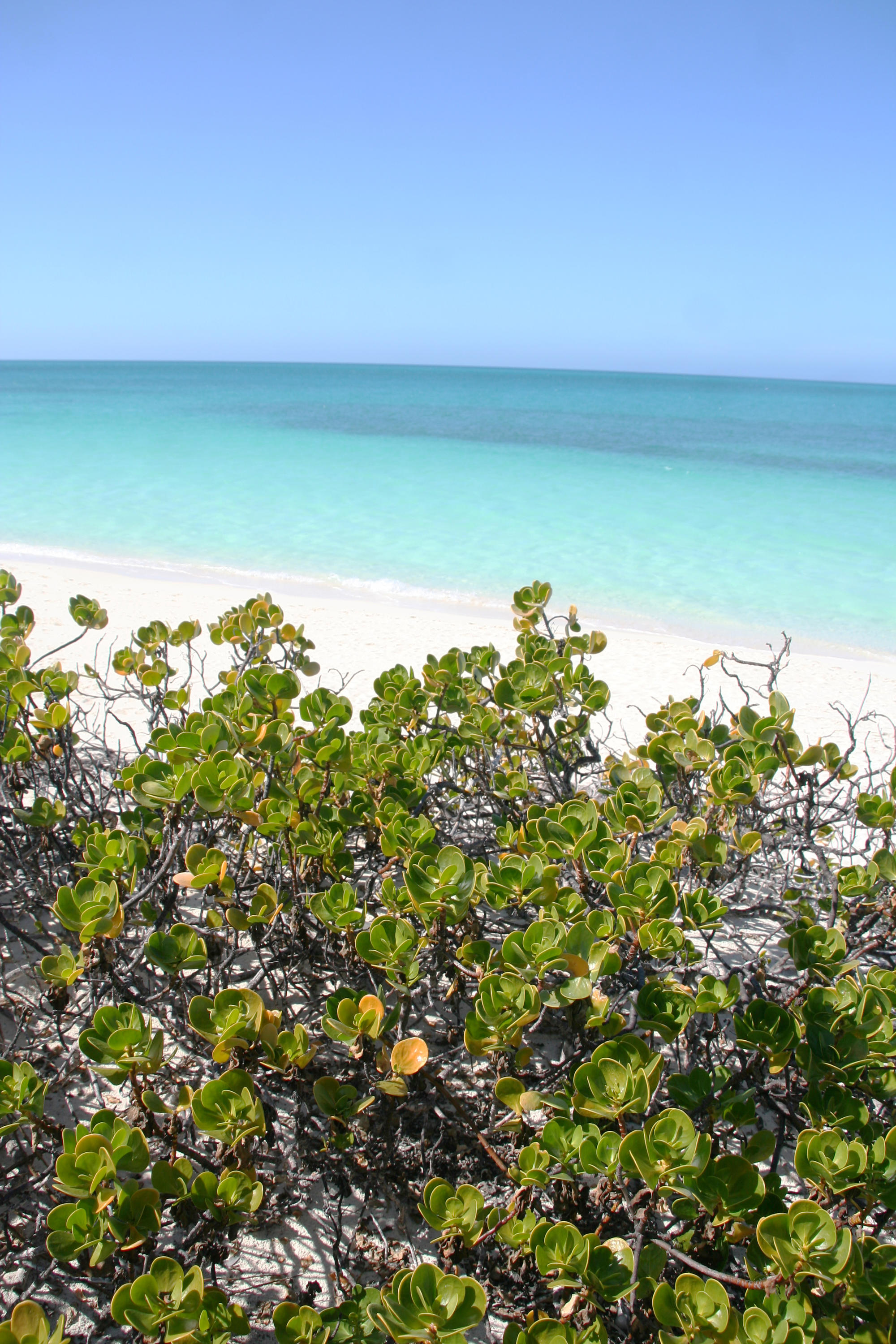 Meertraubenbaum Coccoloba: eine typische Pflanze für die Strände der Karibik.