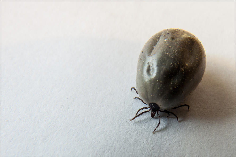 Klein, aber oho! Der Biss und das Entfernen einer Zecke sind unangenehm – und in manchen Regionen Deutschlands auch gefährlich: Durch den Speichel können Krankheiten wie Lyme-Borreliose und Frühsommer-Meningoenzephalitis übertragen werden.