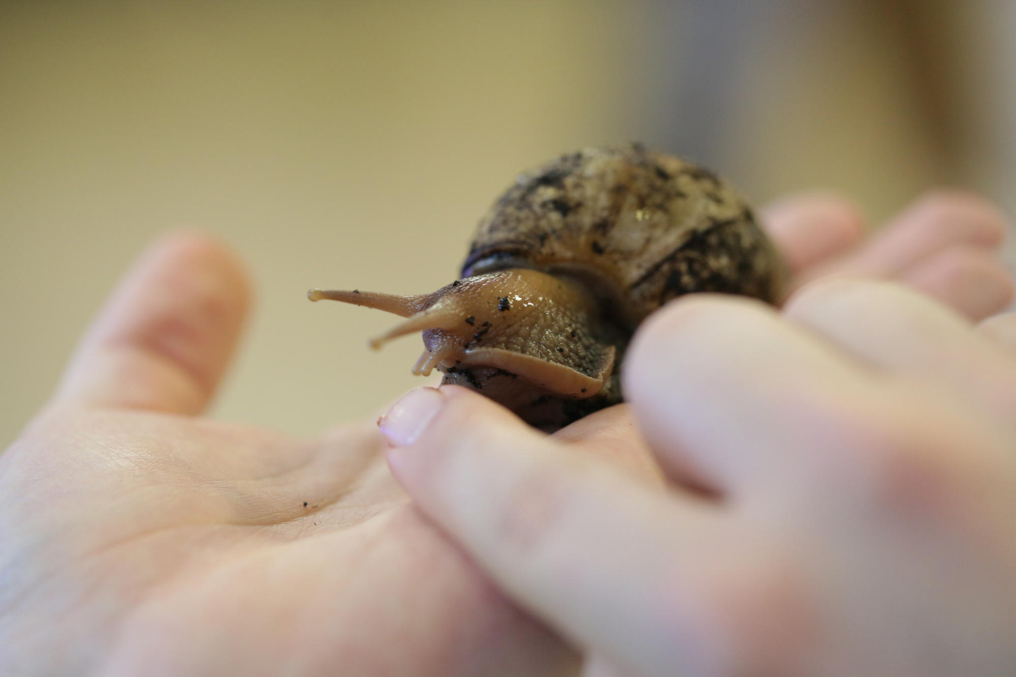 Hungrige Raspelzunge: Die Achatschnecke zerreibt ihre Nahrung.