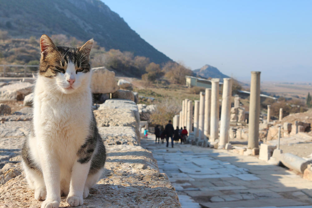 Bitte nicht mitnehmen: Wer streunende Hunde oder Katzen aus dem Urlaub mitbringt, läuft Gefahr, sich ein infiziertes Tier ins Haus zu holen.