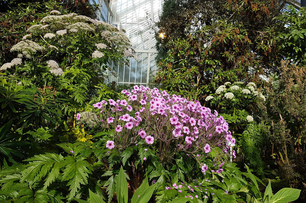 Auch die Pflanzen im Botanischen Garten müssen im Notbetrieb gepflegt werden.