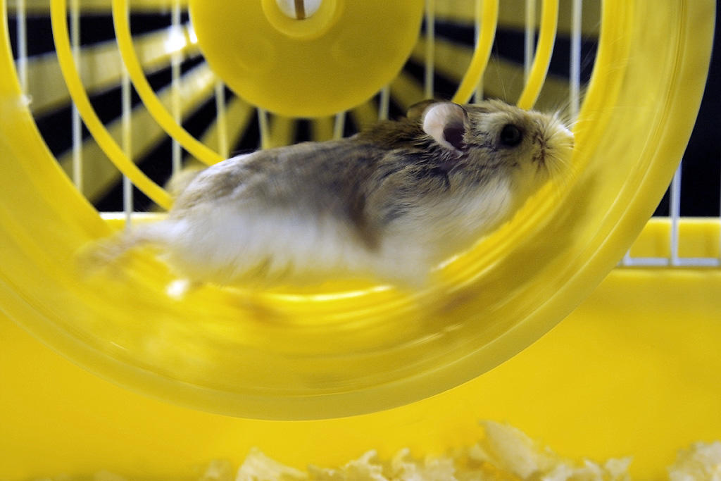 Wie ein Hamster im Laufrad. So fühlen sich viele gestresste Menschen. Welcher Zusammenhang zwischen dem Erleben von Stress und der Haut besteht, wird in einem medizinischen Kooperationsprojekt erforscht.