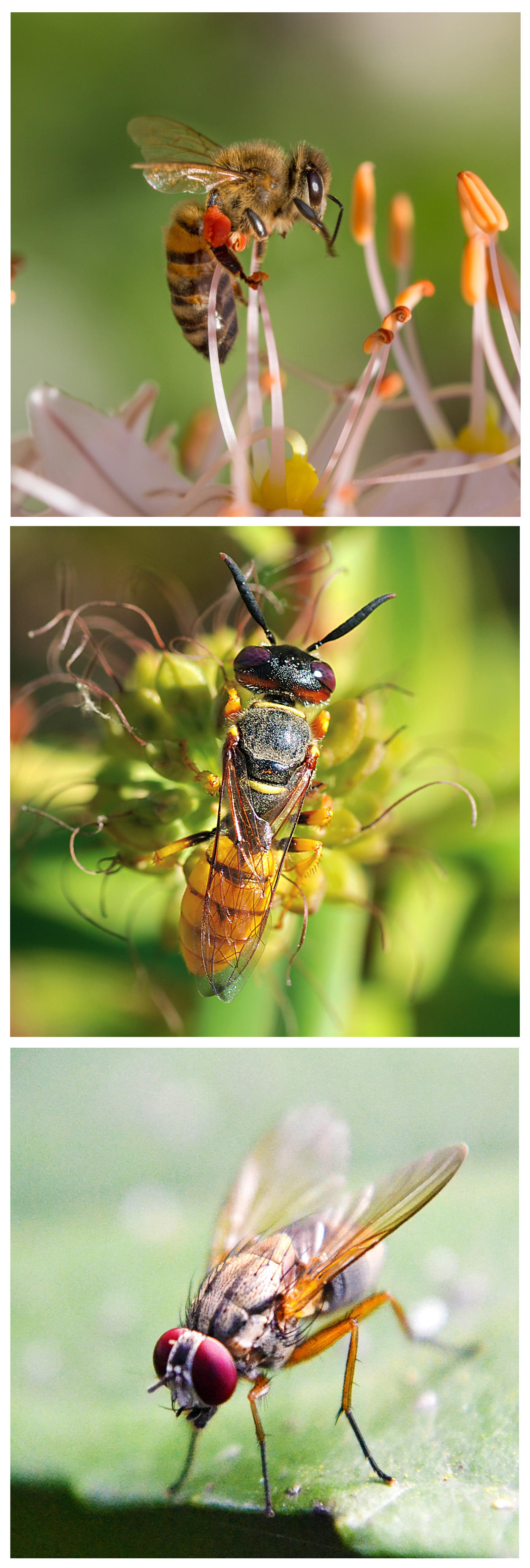 Die Westliche Honigbiene (Apis mellifera) wird meist einfach Biene oder Honigbiene genannt (oben). Der Bienenwolf (Philanthus triangulum) gehört zur Grabwespen-Familie (Mitte). Drosophila melanogaster ist Teil einer Familie der Fruchtfliege (unten).