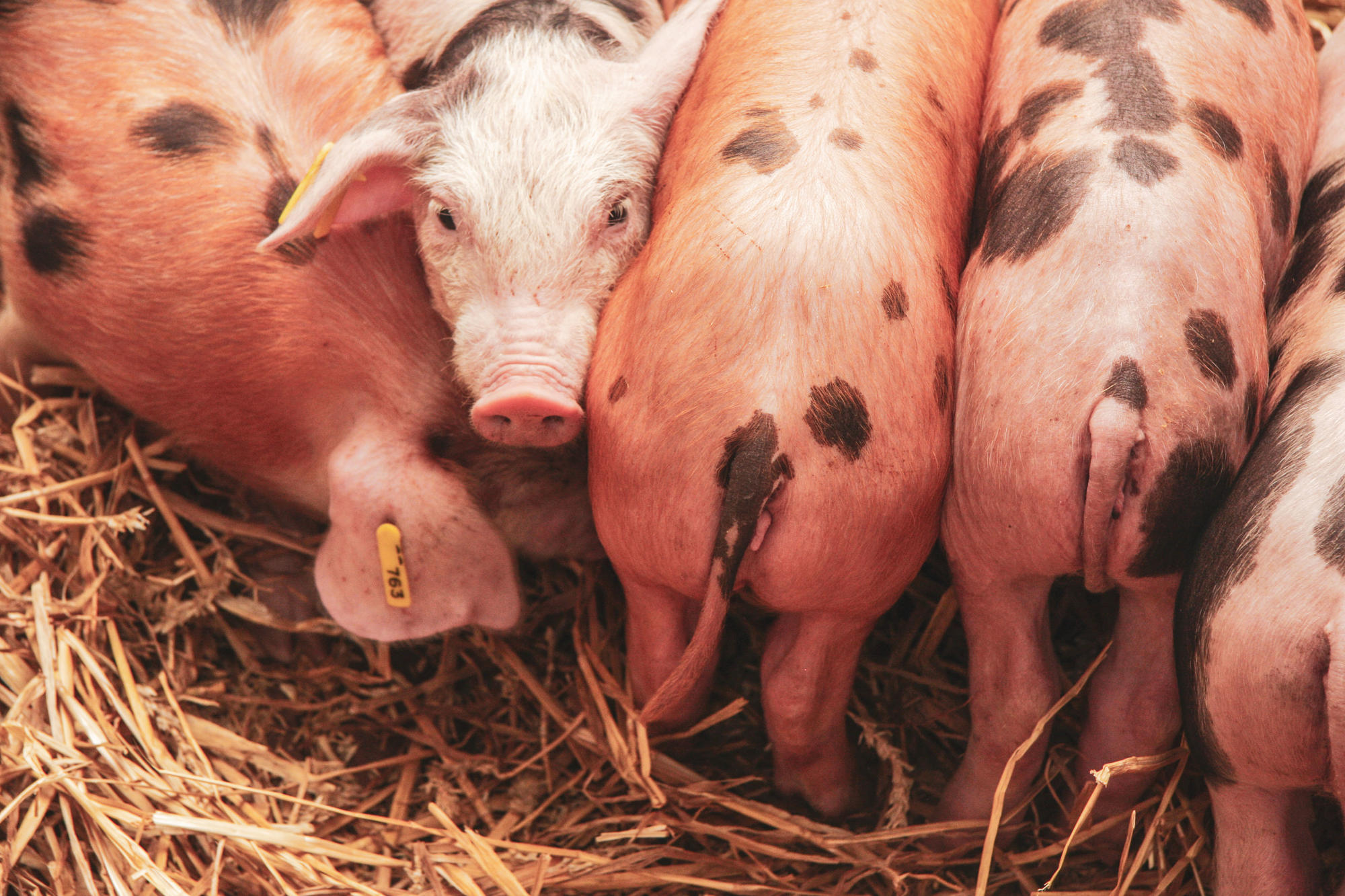 Wichtige Rolle: Das Nutztier Schwein dient wegen der Ähnlichkeit zum Menschen etwa in Bezug auf die Anatomie der Knochen als Modellorganismus in der medizinischen Forschung.