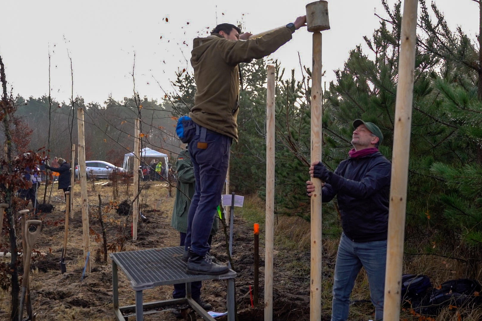 Mehr als 50 Menschen halfen, auf dem Forschungsgelände im Berliner Grunewald rund 800 Buchen zu pflanzen, die seit 2002 im Botanischen Garten herangezogen worden waren.