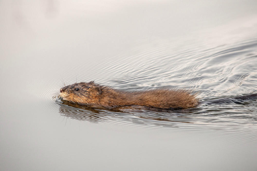 Die Bisamratte ist aufgrund ihrer negativen Auswirkungen ebenfalls auf die europäische „Liste invasiver gebietsfremder Arten von unionsweiter Bedeutung“ gesetzt worden.