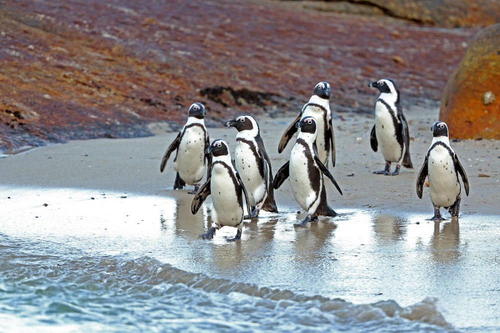 Auf dem Weg ins Bad und zur Futterstätte. Die afrikanischen Brillenpinguine gelten als bedrohte Art. Forscherinnen und Forscher wollen herausfinden, wie sie geschützt werden können.