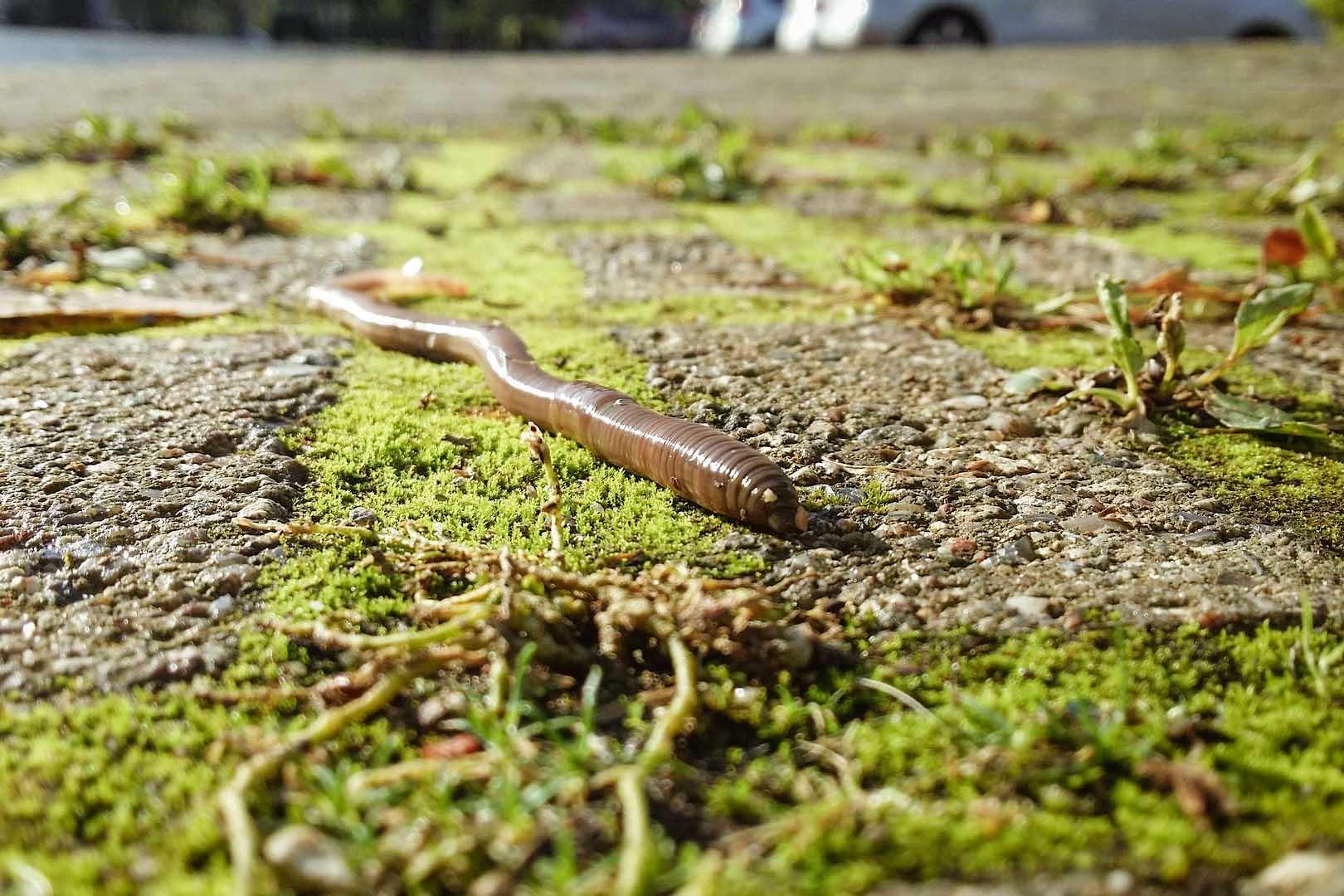 Großaufnahme eines Regenwurms mit Pflanzen und Steinen im Hintergrund