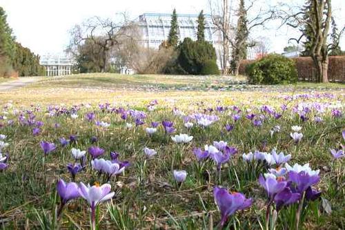 Frühling lässt sein blaues Band... Frei nach Möricke zeigen sich die Wiesen im Botanischen Garten in zarten Farben.