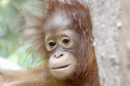 In der Langen Nacht der Wissenschaften drehen sich die Gedanken der Geisteswissenschaftler in Dahlem unter anderem um die Gefühlswelt der Menschenaffen.