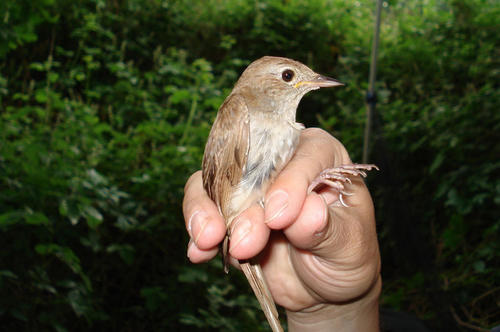 Mehr als 150 Nachtigall- Männchen wurden bisher im Treptower Park beringt.