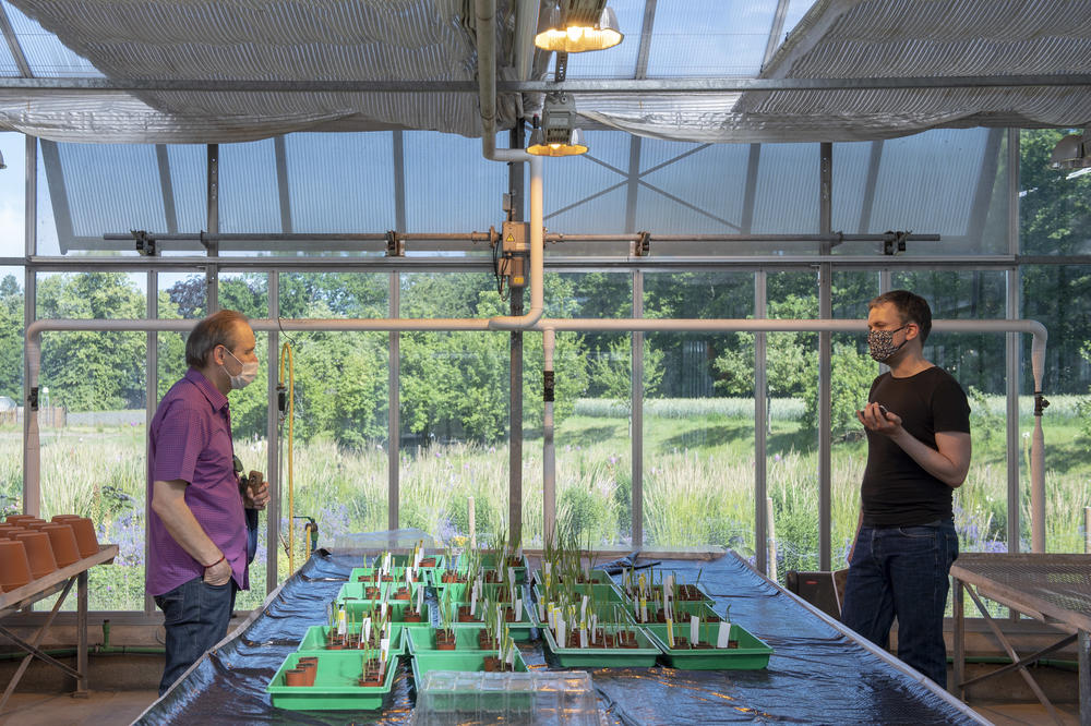 Thomas Schmülling (li.) ist Biologe und weiß, wie Pflanzen längere Wurzeln entwickeln und damit widerstandsfähiger gegen Dürre werden können.