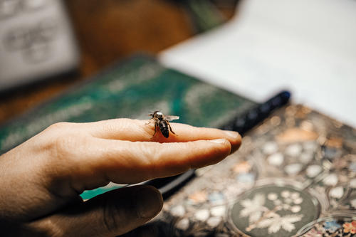 „In Schlesien waren die Bienen damals aggressiver als die, die ich später in Berlin übernommen habe.“