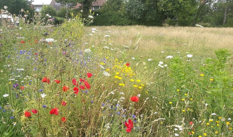 Blumenwiese