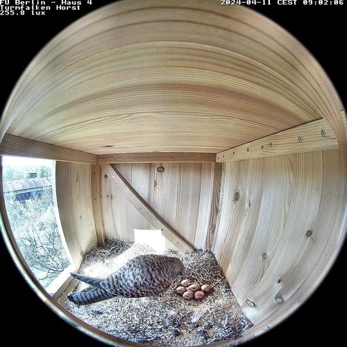 Innenansicht Turmfalken-Nistkasten