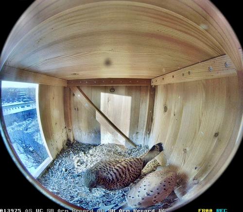 Innenansicht Turmfalken-Nistkasten und Paar 2025