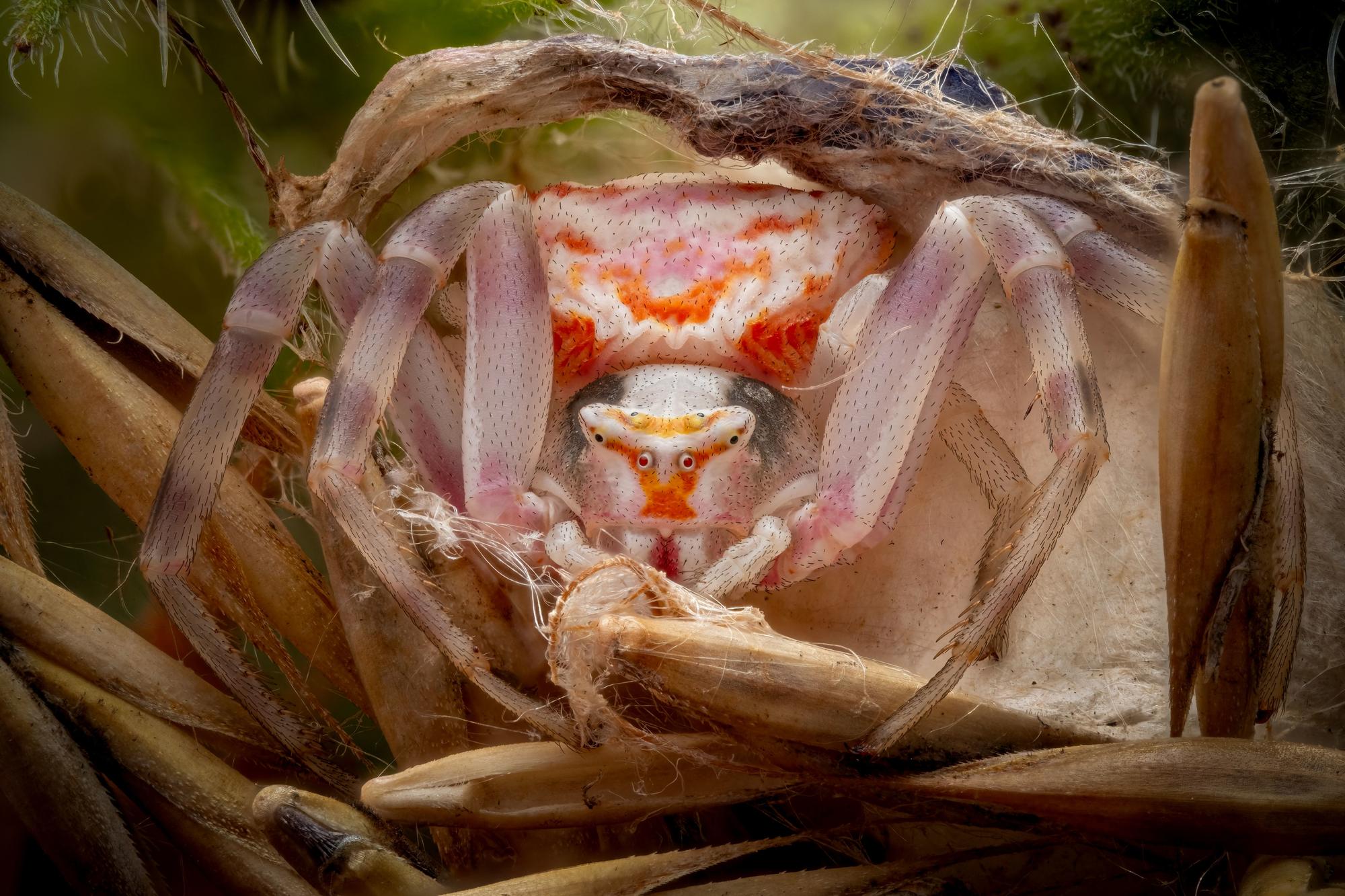 alexis tinker-tsavalas