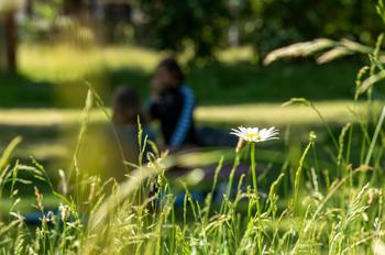 Yoga auf der Blühwiese