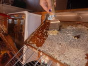 Bienen, Honig und Met