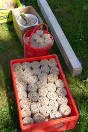 Schilfrohre - Hier sollen bald schon weibliche Bienen ihre Eier ablegen können!